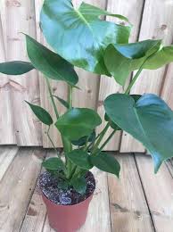 Maybe you would like to learn more about one of these? Plants Dot Com Gorgeous Cheese Plant With Lush Green Glossy Leaves Easy To Grow A Good All Round Air Cleaning Plant For Your Home Height 50cm 17 Facebook