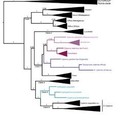 Image result for Courtoisina assimilis