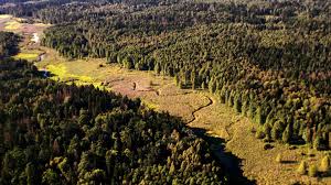 An 365 tagen im jahr, rund um die uhr aktualisiert, die wichtigsten news auf tagesschau.de Europas Urwalder Bialowieza Heimat Der Wisente 3sat Mediathek