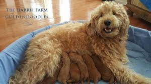 The combination of the gentle golden retriever and the highly intelligent poodle make a wonderful companion. The Harris Farm Mini Goldendoodles