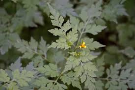 Image result for Bidens bipinnata