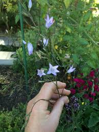 July 2016 Rampion Rapunzel Campanula Rapunculus Edible Garden San Francisco Bay Area East Bay