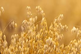 Image result for Avena sativa