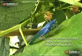 Male fork tailed bush katydid. Fork Tailed Bush Katydid Scudderia Furcata