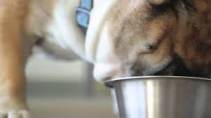 * click on the english bulldog dog food brand for information and prices or scroll down below for more details. Top 5 Best Dog Food For English Bulldogs You Never Knew