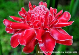 Welcome To Ginger Flower Most Beautiful Flowers Ornamental Plants