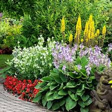 Managing clay soils in the home garden. Gorgeous Plants To Grow In Clay Soil Queen Bee Of Honey Dos