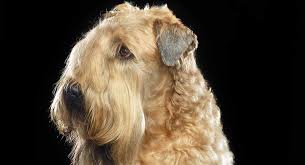 Maybe you would like to learn more about one of these? Wheaten Terrier Dog Breed Information The Soft Coated Wheaten Terrier