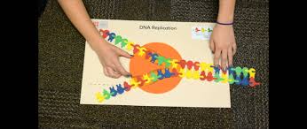 Transcript This Is A Model Of Dna A Double Strand Of Dna And When It S Replicated It Is Replicated Semi Conservat Dna Replication Model Dna Replication Dna