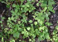 Image result for Acalypha brachystachya