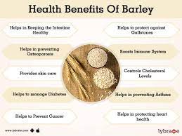 Not many people know the significance of barley and it is considered as just another cereal. Benefits Of Barley And Its Side Effects Lybrate