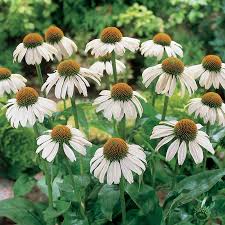 They are heat and drought resistant, easy to grow, bloom for months, make great. Shop White Swan Coneflower Breck S