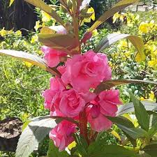 Bunga mengandung antosianin, sianidin, delfinidin, pelargonidin, malvidin, kuersetin. Jual 50 Biji Pacar Air Mixed Random Kab Pekalongan Paperory Tokopedia