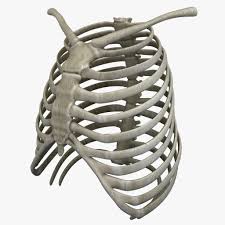 The human thoracic cage consists of the thoracic vertebrae, the ribs, the coastal cartilages and the sternum. Rib Cage 3d Model Ad Rib Cage Model Rib Cage Human Rib Cage Graphic Design Portfolio Print