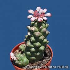 Image result for Monadenium rugosum