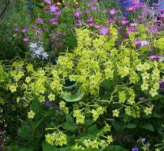 Image result for Nicolasia coronata