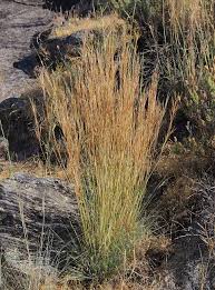 Image result for Hyparrhenia welwitschii