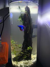 Betta Tank Made Using An 18inch Flower Vase Sand And Gravel Bottom With Driftwood As The Centerpiece Betta Tank Betta Fish Betta