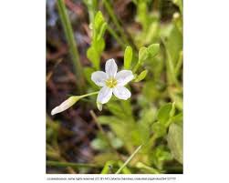 Image result for Montia