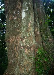 Image result for Strombosia scheffleri