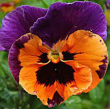 A Pansy With Attitude Pansies Flowers Pansies Amazing Flowers