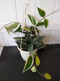 Image result for Mostuea microphylla