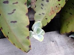Pin On Propagation