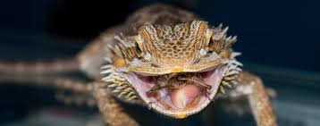 Maybe you would like to learn more about one of these? Pet Shop Birmingham Reptiles Pets Birmingham Reptiles And Pets