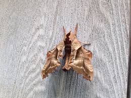 A Moth That Looks Like Dried Leaves Very Cool Moth Batman Character