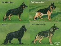German Shepherds Types German Shepherd Colors German Shepherd Breeds German Shepherd Dogs