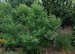 Image result for Vitex amaniensis