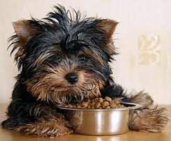 Getting The Best Yorkie Food Keeps The Little One Happy Dog Food Recipes Healthy Dog Food Recipes Food Animals