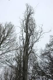 Image result for Populus ×  canescens