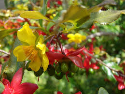 Image result for Ochna confusa