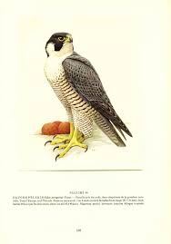 French Birds Of Prey Pictures 1959 Vintage Falcon Print Vintage Bird Poster Bird Print Peregrine Falcon Vintage Bird Art Bird Print Vintage Falcon Bird Poster Bird Prints Bird Illustration
