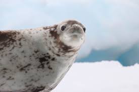 The Beautiful Weddell Seal Picture Taken By Reinhard Schiemer During An Antarctic Circle Cruise Antarctic Circle Pictures Animals