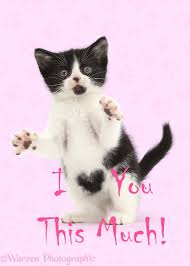 I wanna get a valentines day card! I Love You This Much Valentine Kitten Photo Wp44206