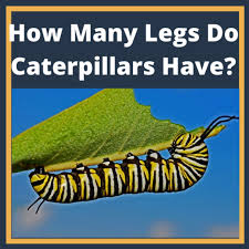 We did not find results for: How Many Legs Does A Caterpillar Have Pestclue