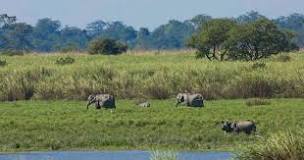 kaziranga National park എന്നതിനുള്ള ചിത്രം