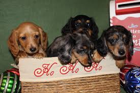 Maybe you would like to learn more about one of these? Home Info On Dachshunds