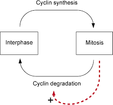 Recycling The Cell Cycle Cell
