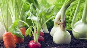 Start Your Vegetable Garden Now Edible Plants Ontario 101