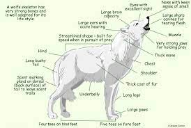 Lol 5 Toes On Front And 4 On Back Types Of Wolves Arctic Wolf Wolf