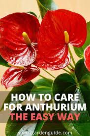 How To Care For Anthurium The Easy Way Flamingo Flower Plant Care Houseplant Flower Care Easy House Plants