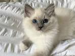 Ragdoll Kittens For Sale by Reputable Breeders | Pets4You