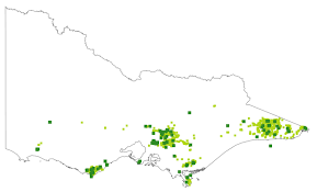 Image result for Polyphlebium