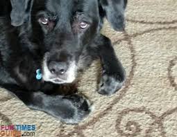 How Do You Know When It S Time To Euthanize Your Dog My Experience Personally And While Working For A Vet In 2020 Your Dog Dogs Dog Died