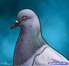 Pin On Pigeons