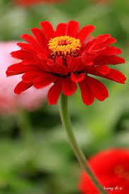 Red Zinnia Flower Beautiful Flowers Zinnia Flowers Zinnias