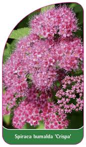Image result for Spiraea x bumalda ´Crispa